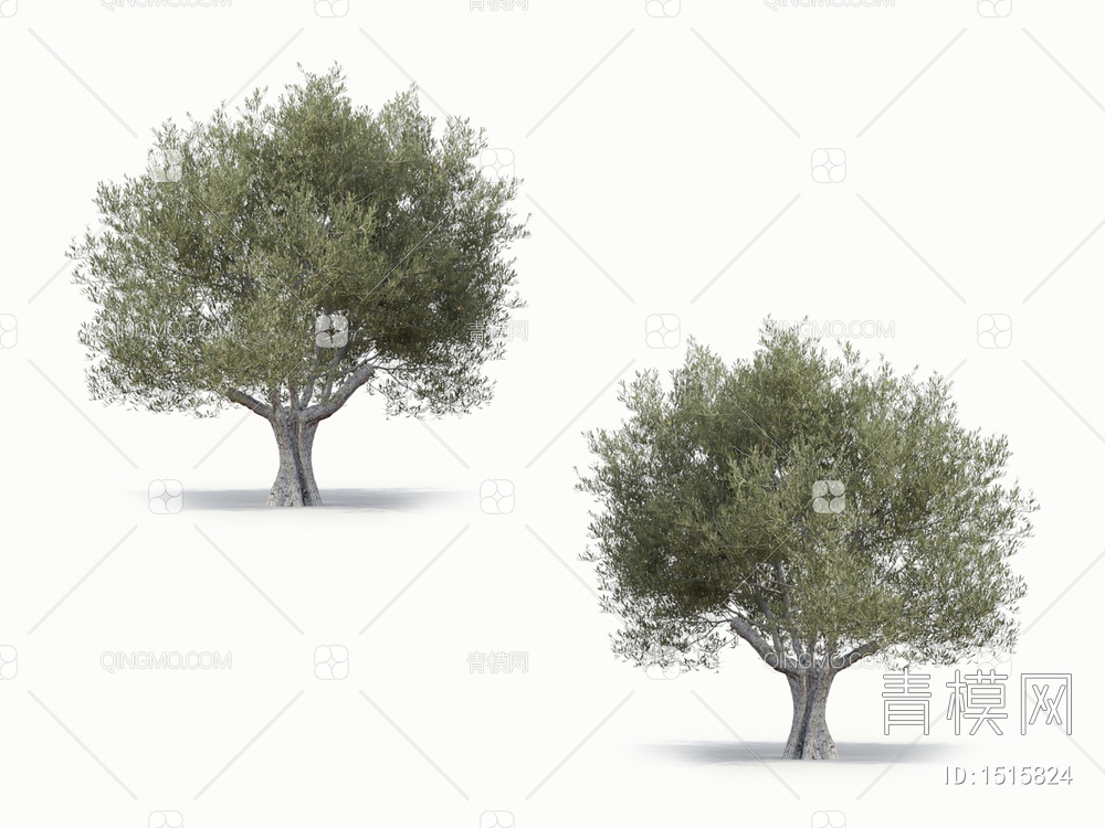 乔木 橄榄树 油橄榄3D模型下载【ID:1515824】