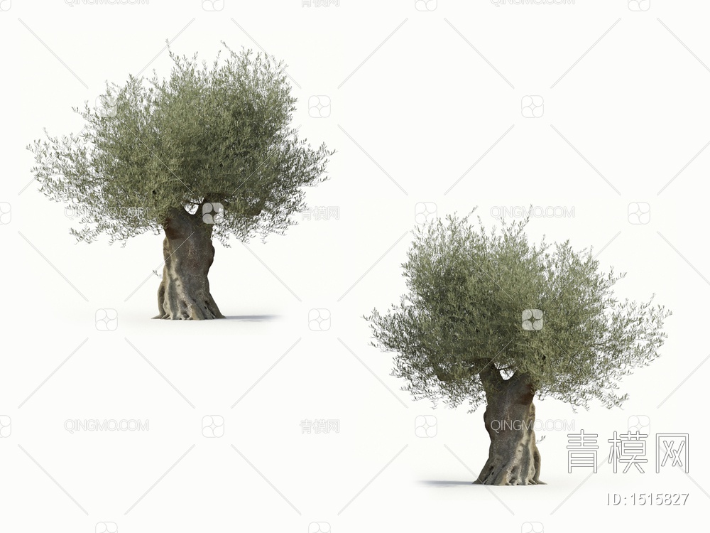 乔木 橄榄树 油橄榄3D模型下载【ID:1515827】