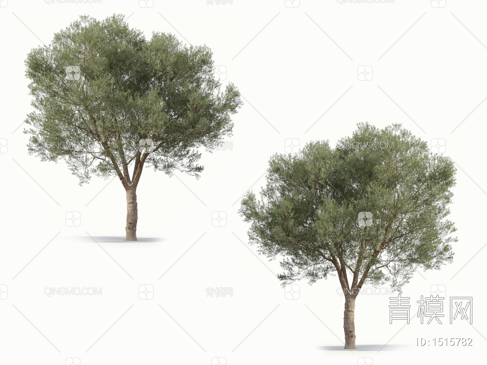 乔木 橄榄树 油橄榄3D模型下载【ID:1515782】