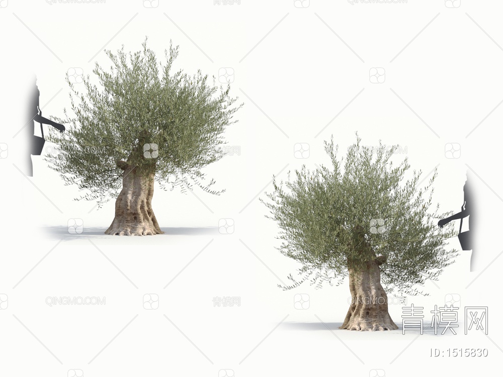 乔木 橄榄树 油橄榄3D模型下载【ID:1515830】