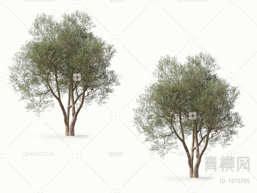 乔木 橄榄树 油橄榄3D模型下载【ID:1515785】