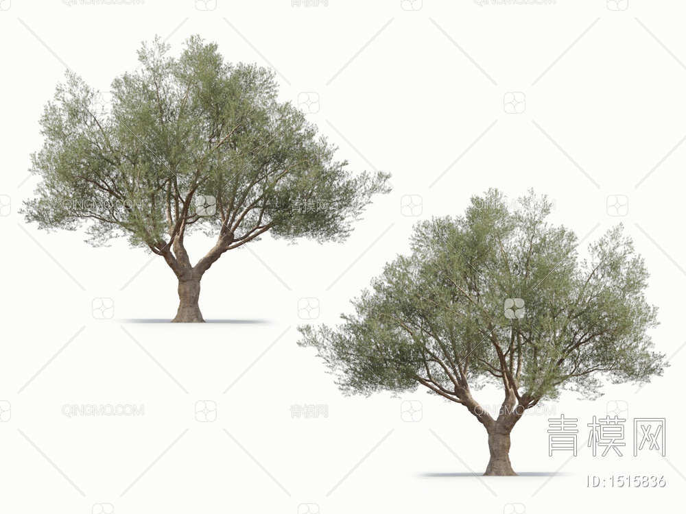 乔木 橄榄树 油橄榄3D模型下载【ID:1515836】