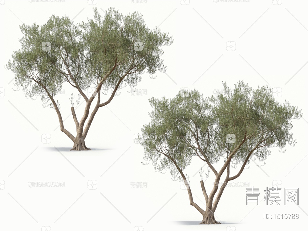 乔木 橄榄树 油橄榄3D模型下载【ID:1515788】