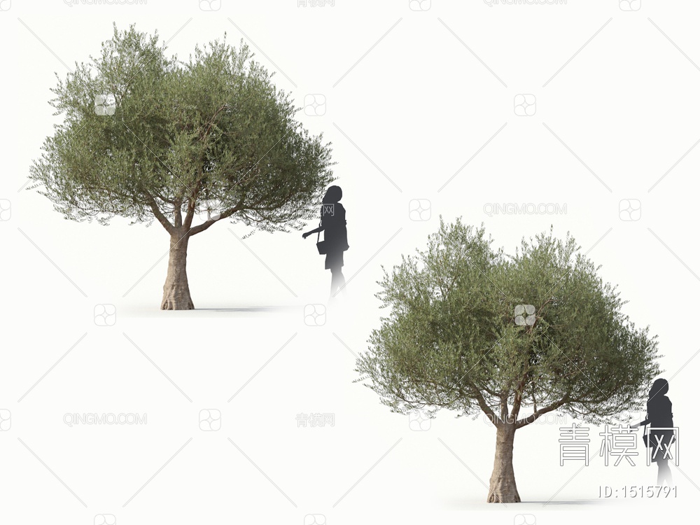 乔木 橄榄树 油橄榄3D模型下载【ID:1515791】