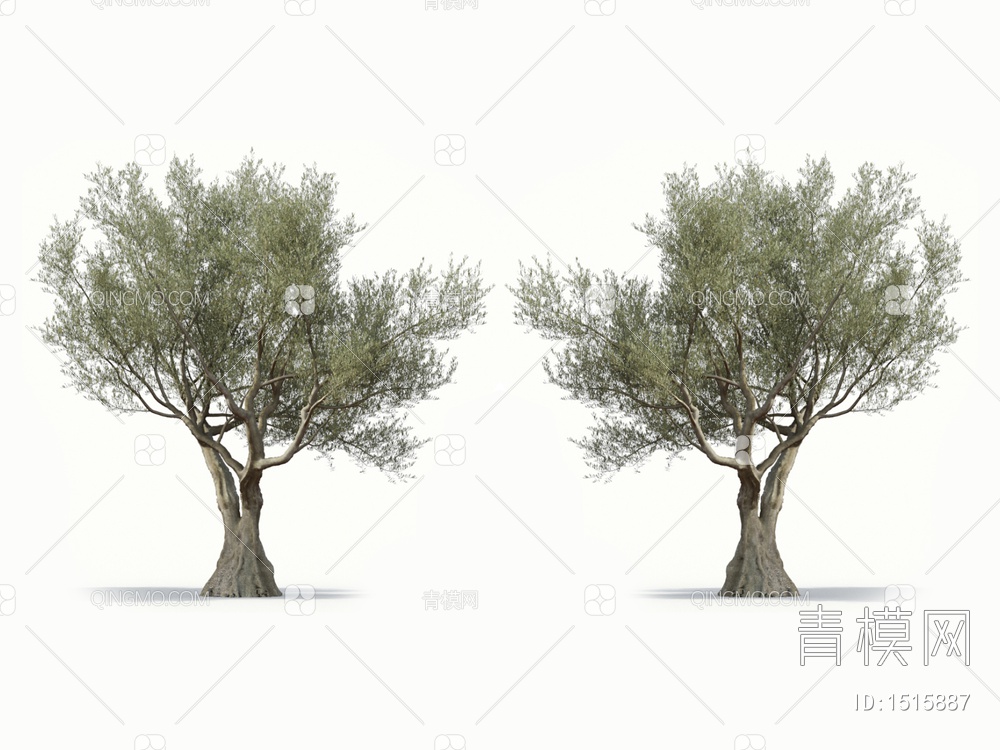 乔木 橄榄树 油橄榄3D模型下载【ID:1515887】