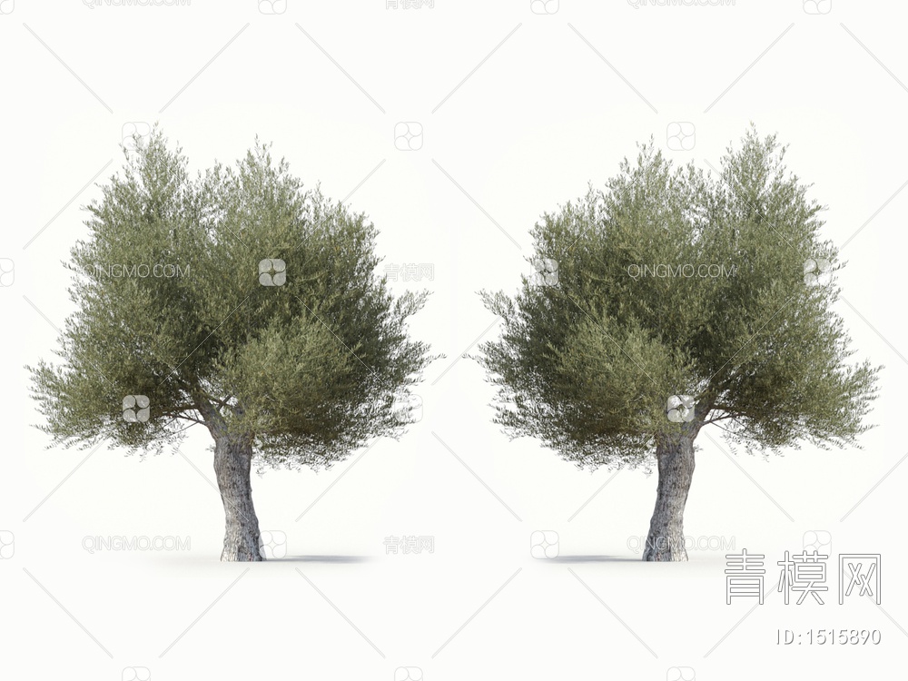 乔木 橄榄树 油橄榄3D模型下载【ID:1515890】