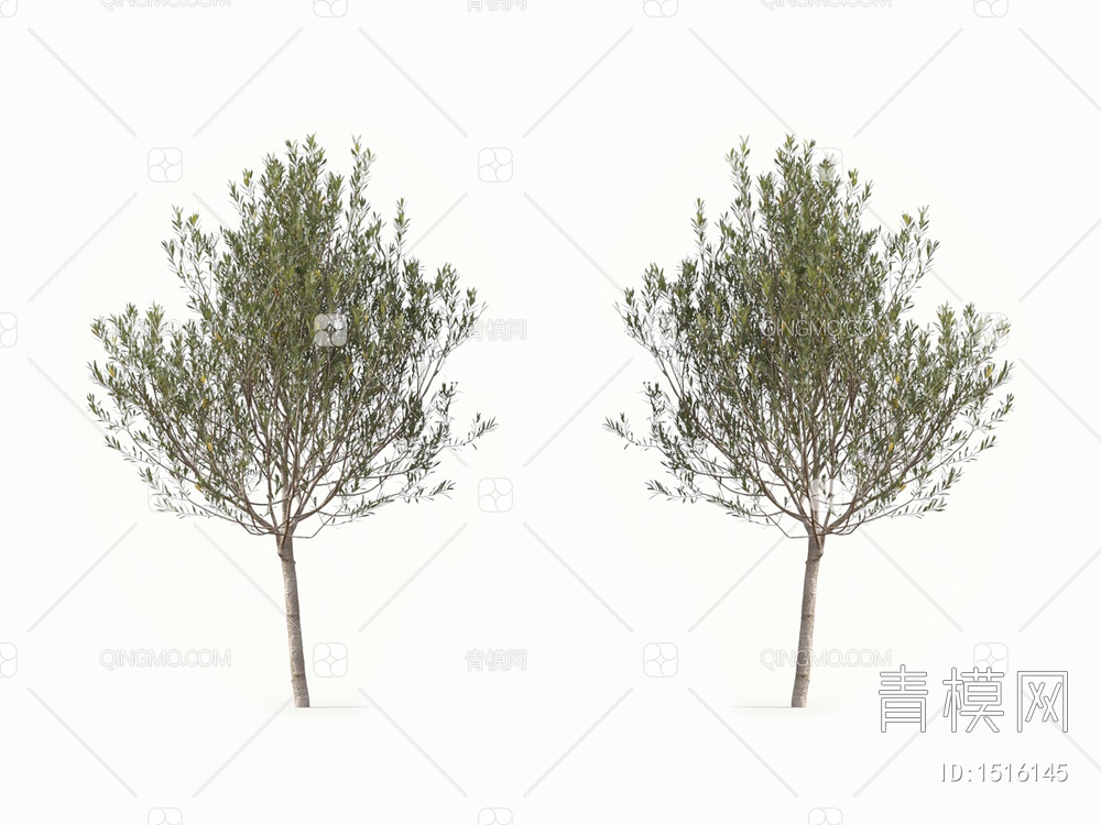 橄榄树 油橄榄 树3D模型下载【ID:1516145】