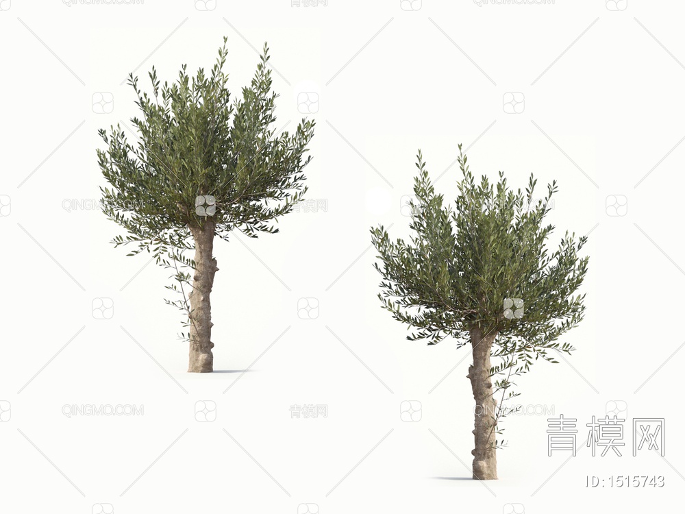 橄榄树 油橄榄 乔木 树3D模型下载【ID:1515743】