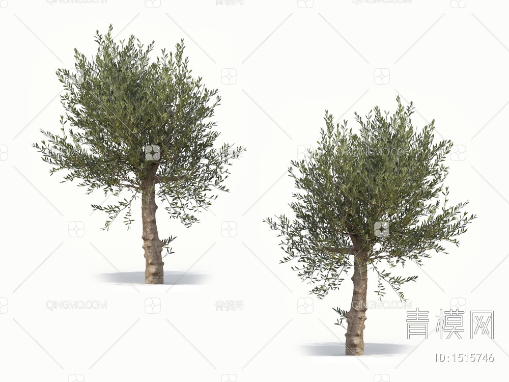 橄榄树 油橄榄 乔木 树3D模型下载【ID:1515746】