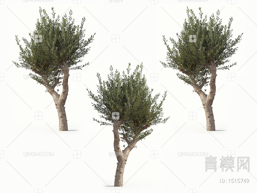 橄榄树 油橄榄 乔木 树3D模型下载【ID:1515749】
