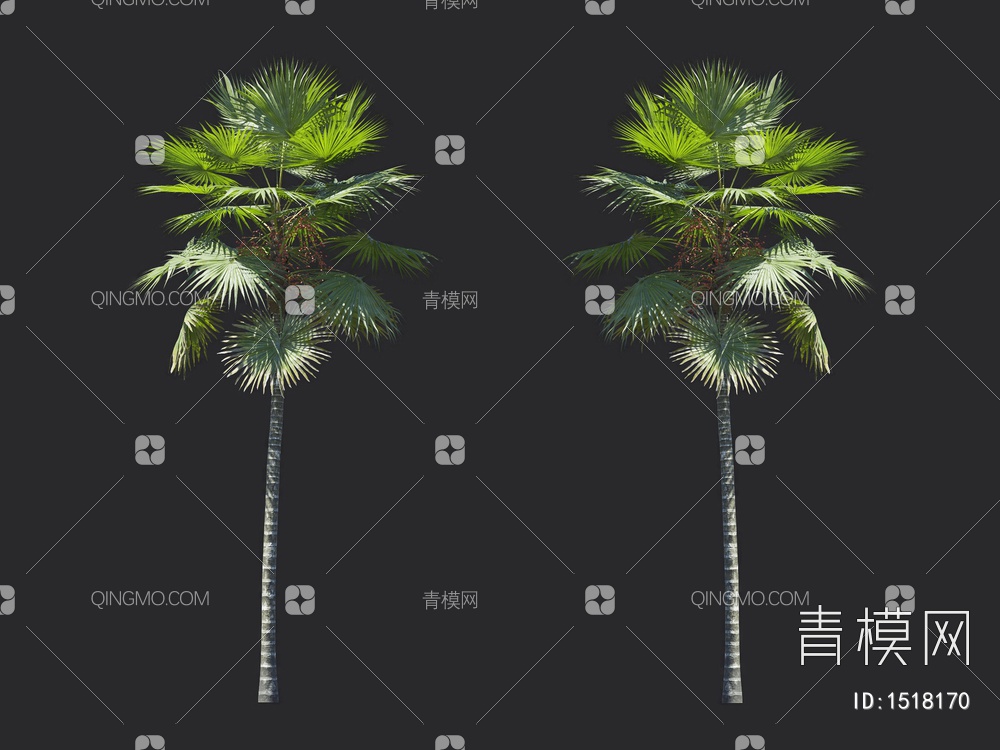 棕榈树，热带树3D模型下载【ID:1518170】
