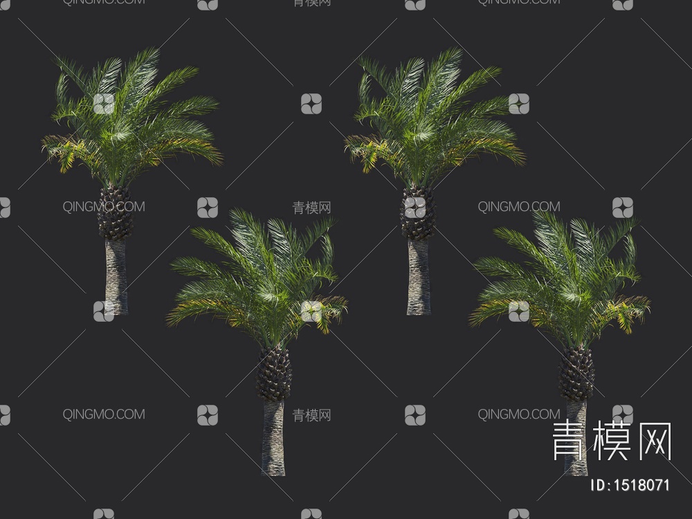 棕榈树 热带树3D模型下载【ID:1518071】