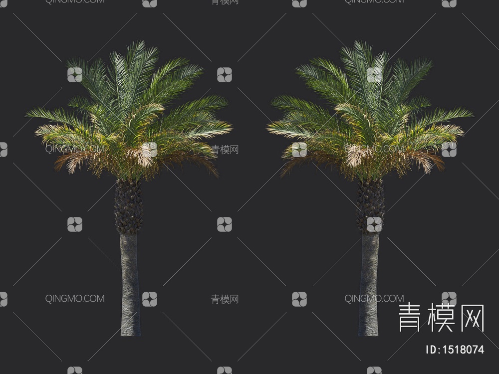 棕榈树 热带树3D模型下载【ID:1518074】