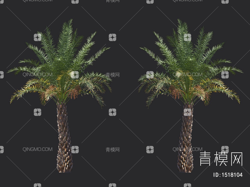 棕榈树 热带树3D模型下载【ID:1518104】