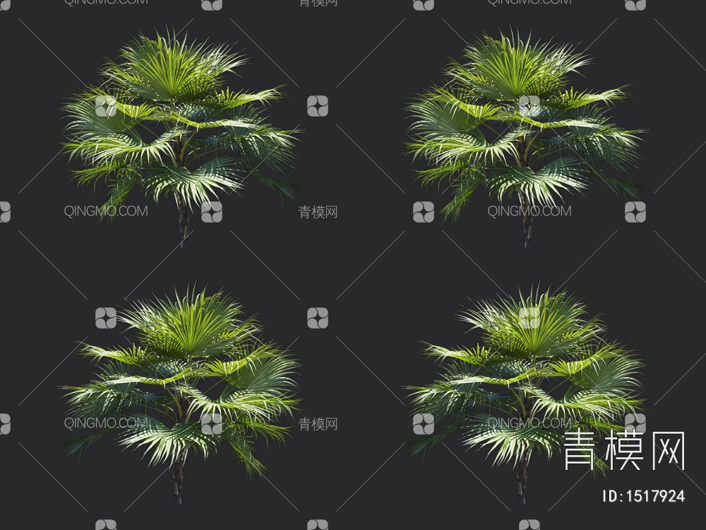 棕榈树，热带树3D模型下载【ID:1517924】