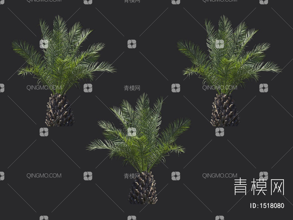 棕榈树 热带树3D模型下载【ID:1518080】