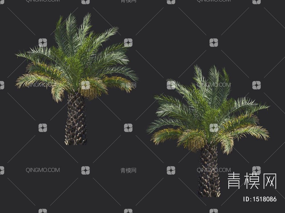 棕榈树 热带树3D模型下载【ID:1518086】