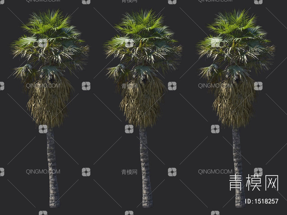 棕榈树 热带树3D模型下载【ID:1518257】