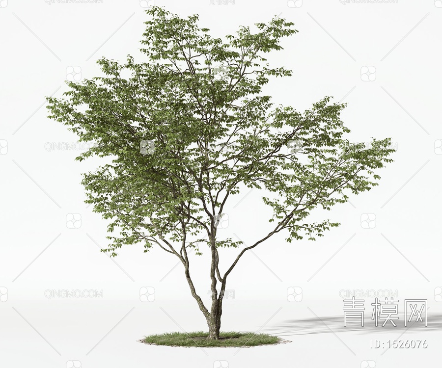 榉树景观树SU模型下载【ID:1526076】