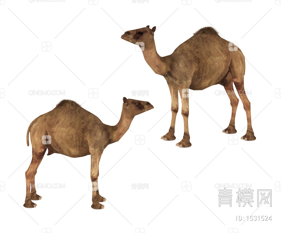 陆地动物 骆驼3D模型下载【ID:1531524】