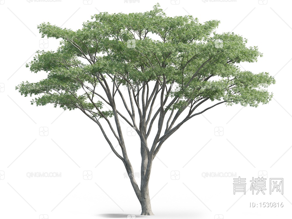 南洋楹，仁人木，合欢树 ，树3D模型下载【ID:1530816】