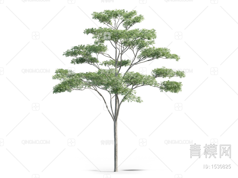 南洋楹，仁人木，合欢树 ，树3D模型下载【ID:1530825】