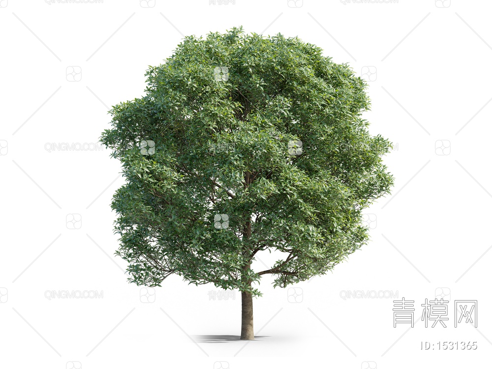 橄榄树3D模型下载【ID:1531365】