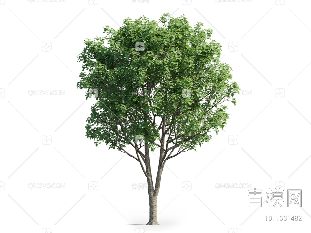 鹅掌楸行道树景观树3D模型下载【ID:1531482】