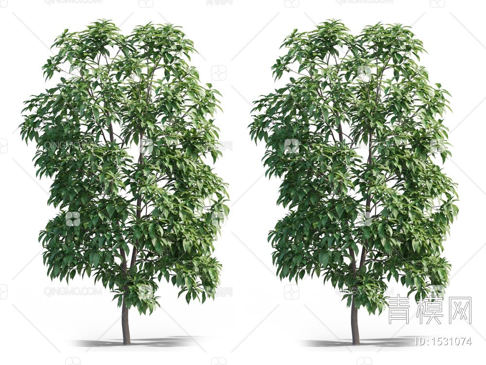 白玉兰树3D模型下载【ID:1531074】