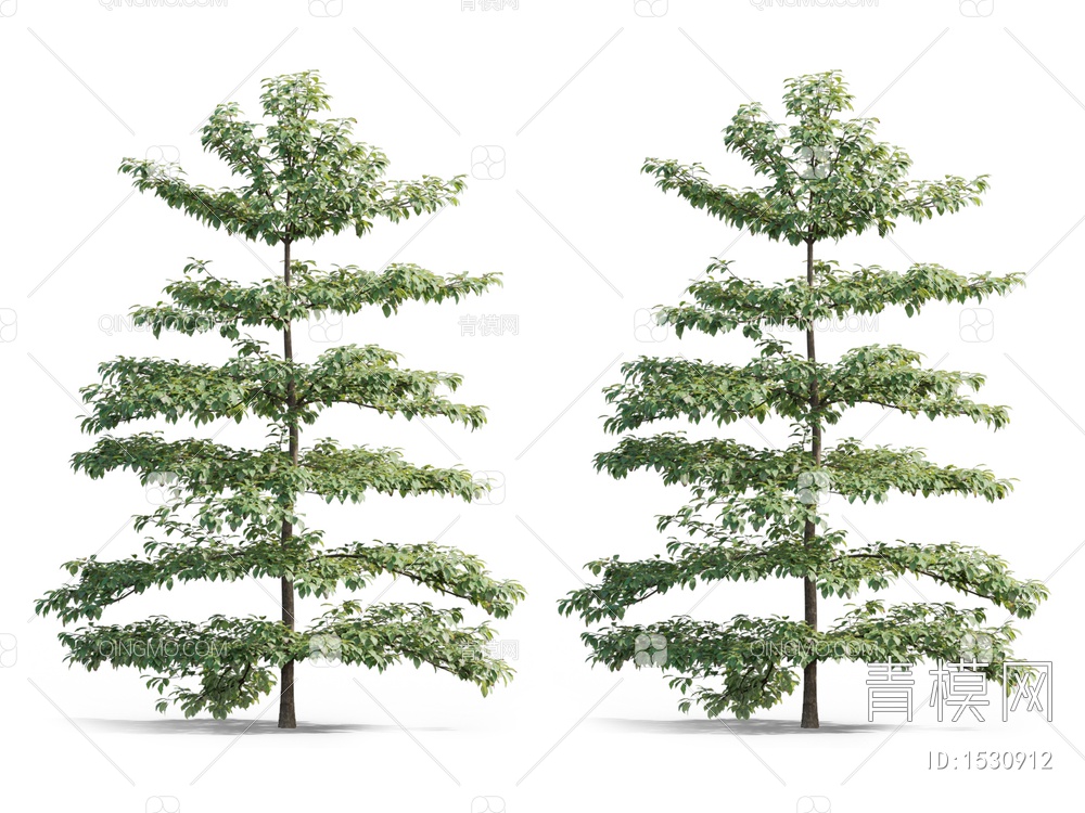 树 灯台树3D模型下载【ID:1530912】