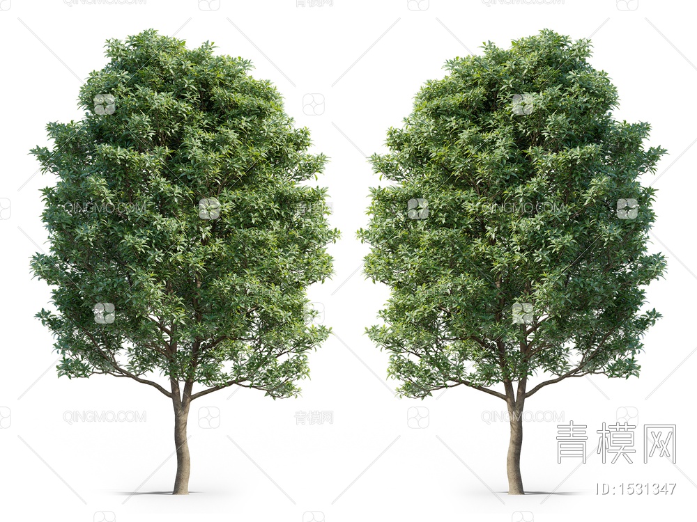 橄榄树3D模型下载【ID:1531347】