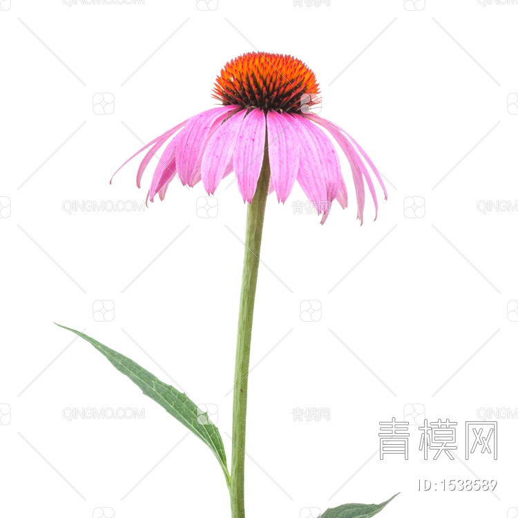 松果菊1高清免扣植物贴图贴图下载【ID:1538589】