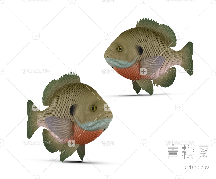 海洋生物 鳊鱼3D模型下载【ID:1550709】