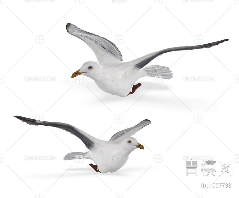 飞行动物 白鸽3D模型下载【ID:1557738】