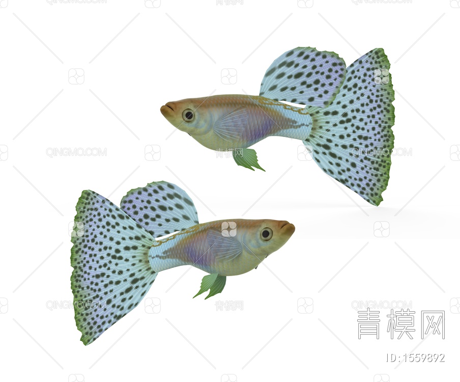 海洋生物 孔雀鱼3D模型下载【ID:1559892】