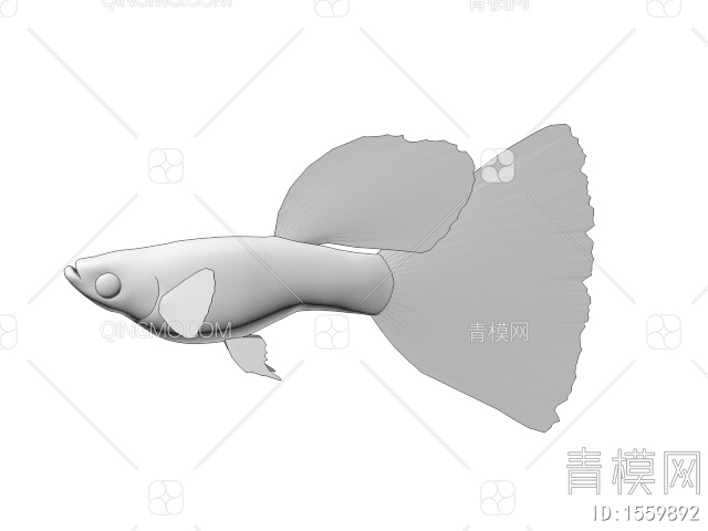 海洋生物 孔雀鱼3D模型下载【ID:1559892】