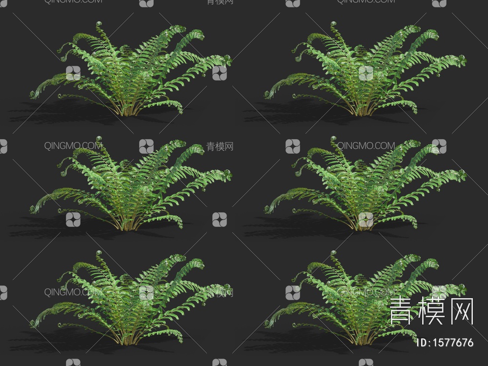 多育耳蕨，蕨类植物，灌木3D模型下载【ID:1577676】