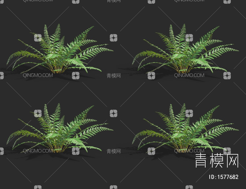 多育耳蕨，蕨类植物，灌木3D模型下载【ID:1577682】
