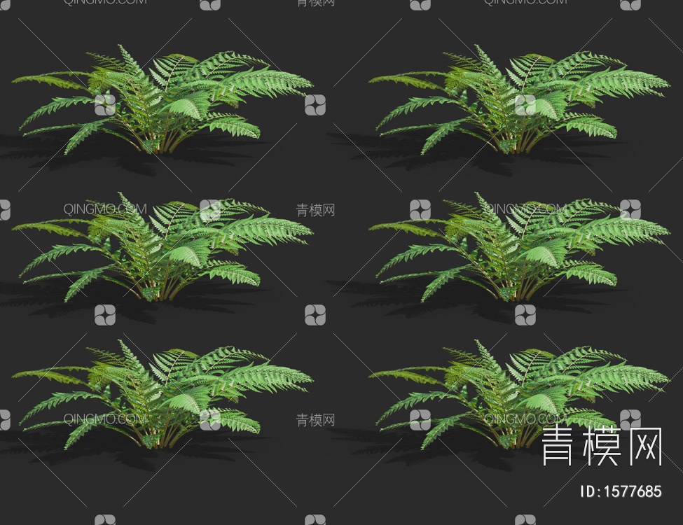 多育耳蕨，蕨类植物，灌木3D模型下载【ID:1577685】