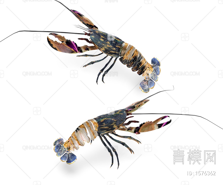海洋生物 龙虾3D模型下载【ID:1576362】