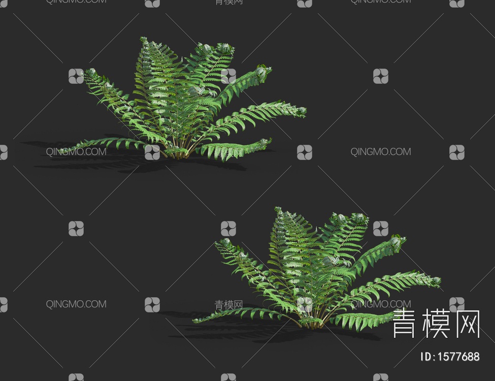 多育耳蕨，蕨类植物，灌木3D模型下载【ID:1577688】