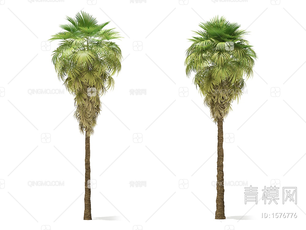 热带树3D模型下载【ID:1576776】