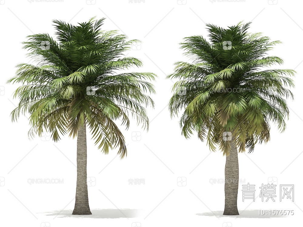 热带树3D模型下载【ID:1576575】