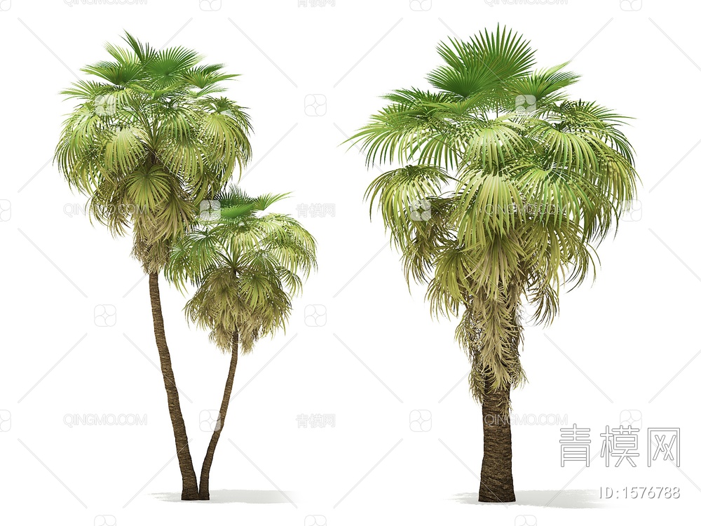 热带树3D模型下载【ID:1576788】