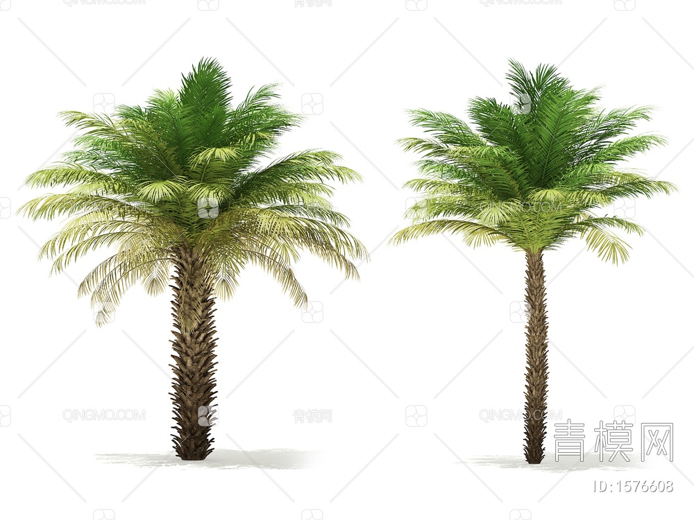 热带树3D模型下载【ID:1576608】