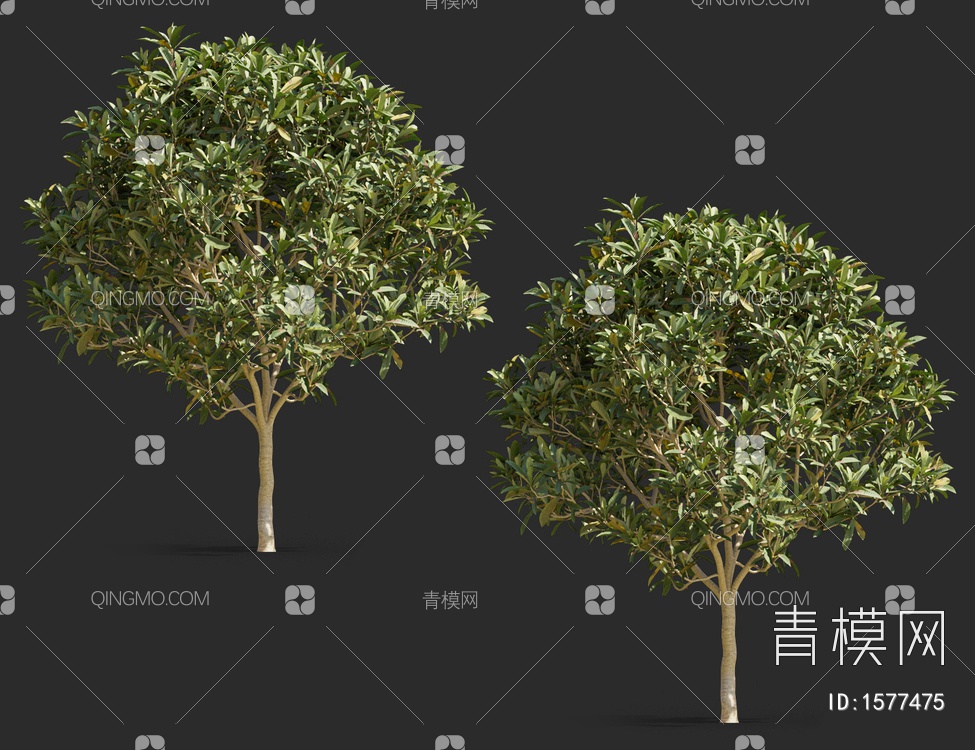 枇杷树3D模型下载【ID:1577475】