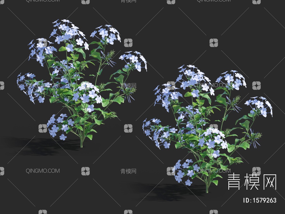绣球花 ，蓝茉莉，木绣球3D模型下载【ID:1579263】
