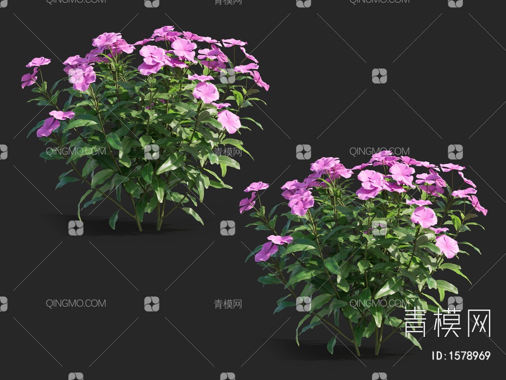 长春花 ，金盏草，四时春，日日新，雁头红3D模型下载【ID:1578969】