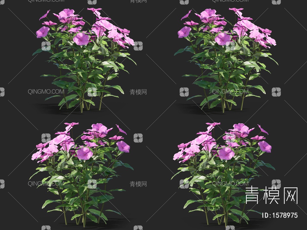 长春花 ，金盏草，四时春，日日新，雁头红3D模型下载【ID:1578975】