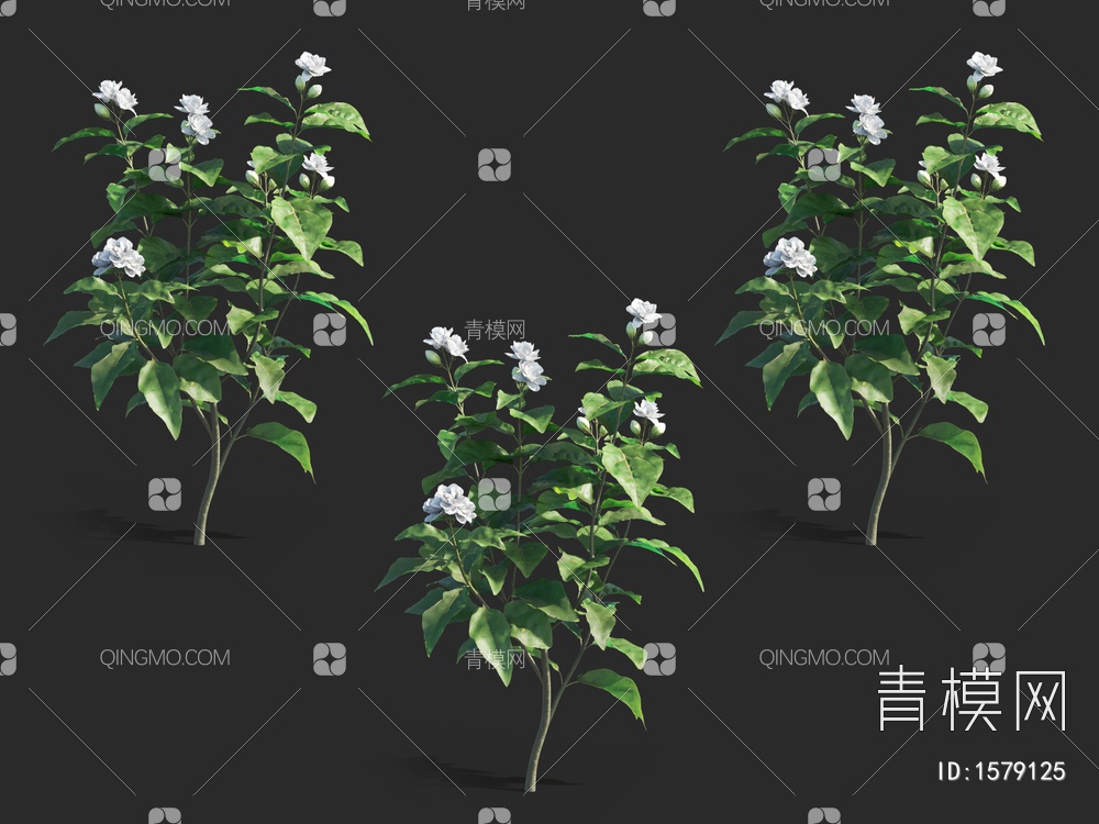 茉莉花，攀援灌木3D模型下载【ID:1579125】